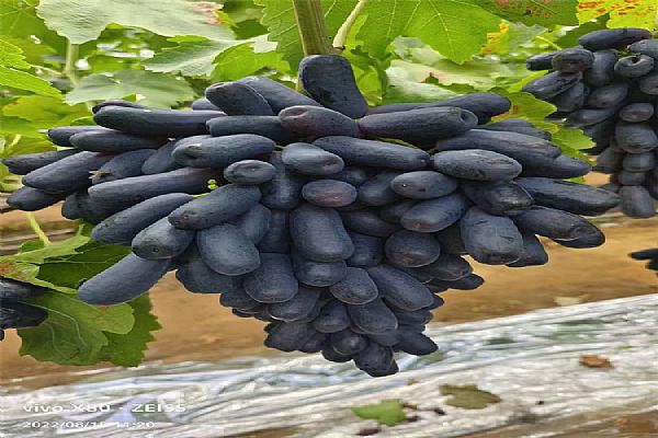 果树,树苗,低温,技术