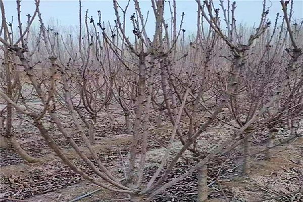 栽培,栽培技术,技术 栽培,栽培技术,技术