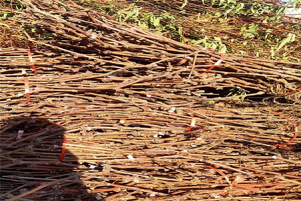 选苗木的方法和技巧 选苗木的方法和技巧