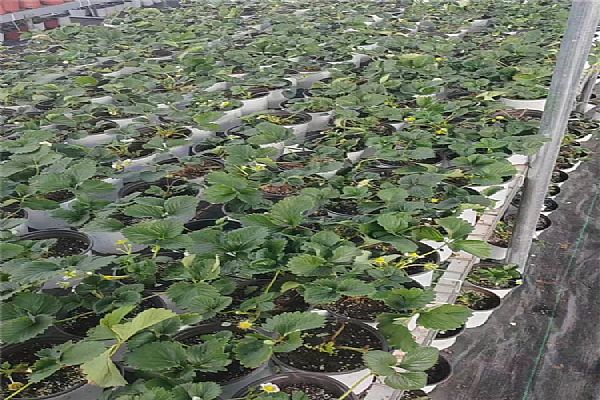 草莓苗的种植方法及管理