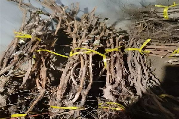 葡萄苗什么时候移栽比较好